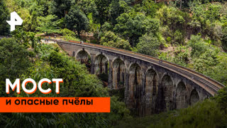 «Невероятно интересные истории»: мост и опасные пчёлы