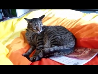 Кот поссорился с хвостом
