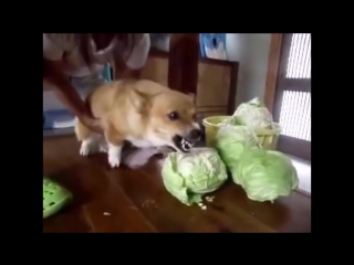 Собака ест капусту