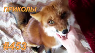 Приколы июнь 2019 №453