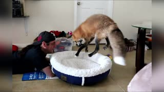 Игры с лисой