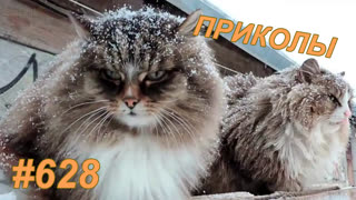 Приколы декабрь 2019 №628
